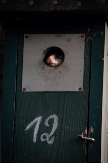 Garden dormouse (Eliomys quercinus) in bird house, looking out, Rhineland-Palatinate, Germany