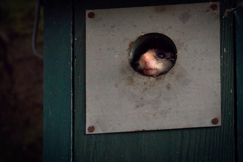 Garden dormouse (Eliomys quercinus) in bird house, looking out, Rhineland-Palatinate, Germany