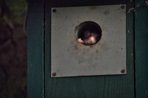 Garden dormouse (Eliomys quercinus) in bird house, looking out, Rhineland-Palatinate, Germany