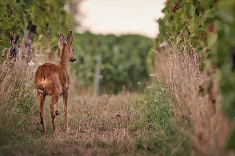 Roe deer (Capreolus capreolus) running in the vineyard, Rhine-Hesse region, Germany