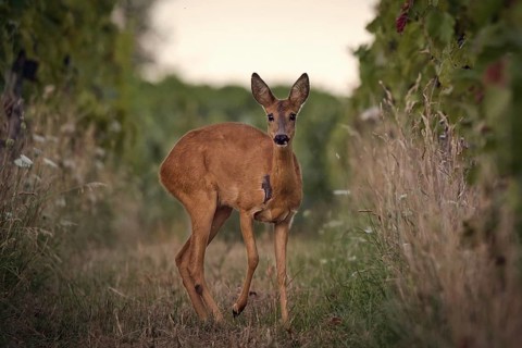 Roe deer (Capreolus capreolus) standing in a vineyard, Rhine-Hesse region, Germany
