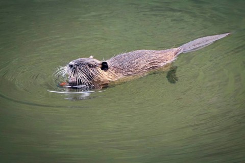 Nutria (Myocastor coypus) swimming in a river and eating a chestnut, Rhineland-Palatinate, Germany