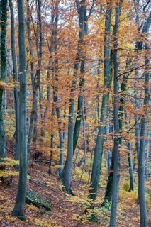 Autumn forest with tall trees and colourful foliage covering the forest floor, Ybbstal Mostviertel