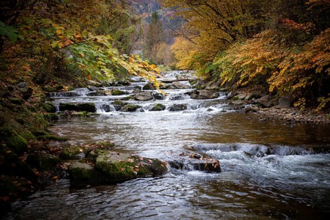 A shallow river with flowing water and colourful autumn leaves on the banks, Ybbstal Mostviertel