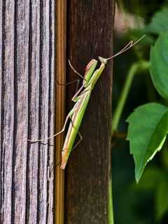 A praying mantis sits on a wooden post next to green plants, Weinviertel Lower Austria Austria
