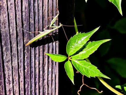 A praying mantis climbs a wooden post next to bright green leaves, Weinviertel Lower Austria