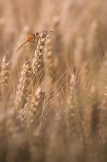 Scarlet Dragonfly (Crocothemis erythraea) in a wheat field, Rhineland-Palatinate, Germany