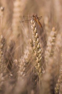 Scarlet Dragonfly (Crocothemis erythraea) in a wheat field, Rhineland-Palatinate, Germany