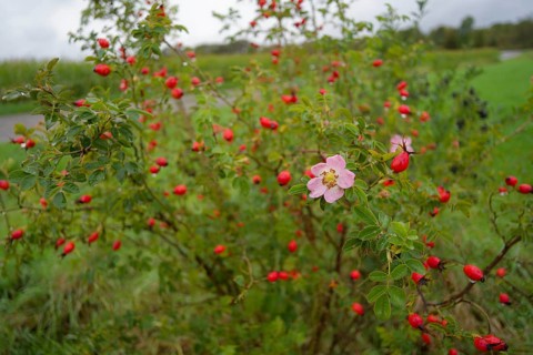 So-called second bloom on the rose hip as a natural phenomenon, dog rose (Rosa canina), weather