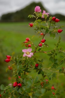 So-called second bloom on the rose hip as a natural phenomenon, dog rose (Rosa canina), weather