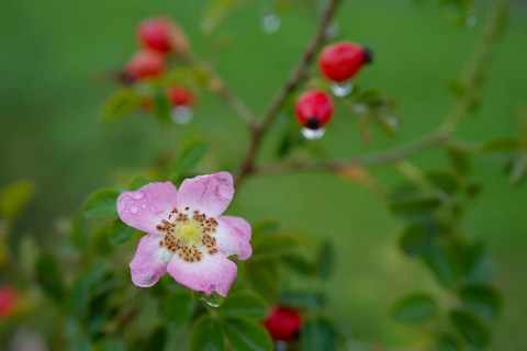 So-called second bloom on the rose hip as a natural phenomenon, dog rose (Rosa canina), weather