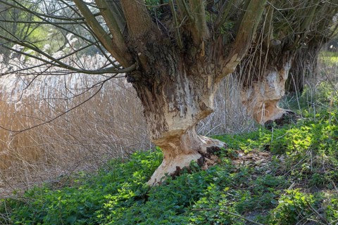 Two tree trunks of pollard willows showing teeth marks and wood chips from gnawing by Eurasian