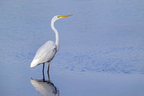 Great white egret, great egret (Ardea alba) non-breeding adult foraging in shallow water of pond in