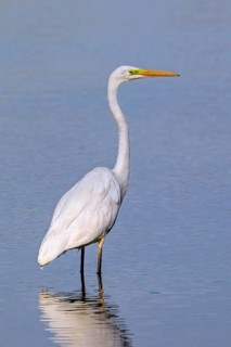 Great white egret, great egret (Ardea alba) non-breeding adult foraging in shallow water of pond in