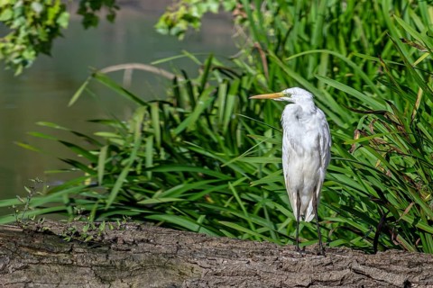 Great white egret, great egret (Ardea alba) non-breeding adult resting on fallen tree trunk in pond