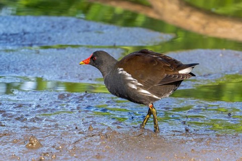 Eurasian common moorhen, waterhen (Gallinula chloropus) foraging in the mud along pond in marshland