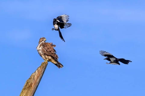 Two Eurasian magpies (Pica pica) in flight harassing, mobbing common buzzard (Buteo buteo) perched