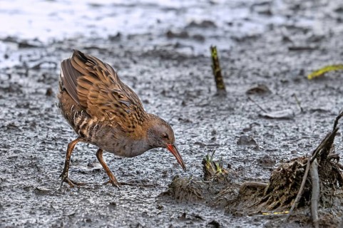 European water rail (Rallus aquaticus) foraging along muddy pond shore at marshland in late summer