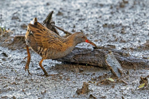 European water rail (Rallus aquaticus) foraging along muddy pond shore at marshland in late summer