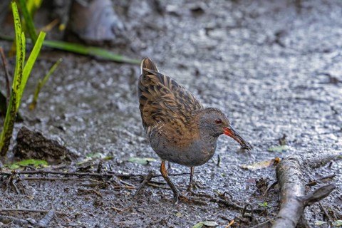 European water rail (Rallus aquaticus) foraging along muddy pond shore at marshland in late summer
