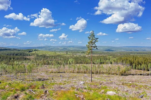 Lone pine tree amidst clearcut area, clearcutting, clearfelling is a forestry, logging practice in