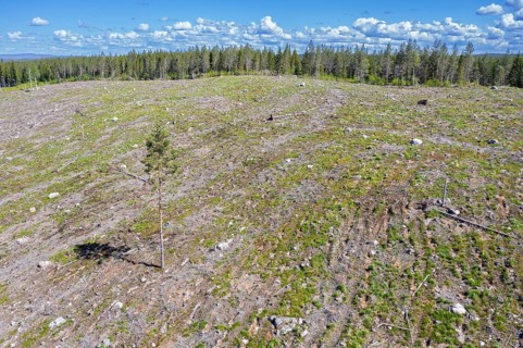 Lone pine tree amidst clearcut area, clearcutting, clearfelling is a forestry, logging practice in
