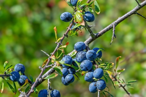 Blackthorn, sloe (Prunus spinosa, Druparia spinosa) close-up of deciduous shrub showing blue fruit,