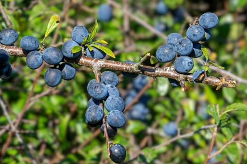 Blackthorn, sloe (Prunus spinosa, Druparia spinosa) close-up of deciduous shrub showing blue fruit,