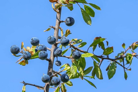 Blackthorn, sloe (Prunus spinosa, Druparia spinosa) close-up of deciduous shrub showing blue fruit,