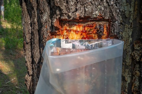 Collecting resin from Aleppo pine tree in plastic bag for flavouring the resinated wine retsina on