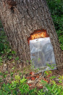 Collecting resin from Aleppo pine tree in plastic bag for flavouring the resinated wine retsina on