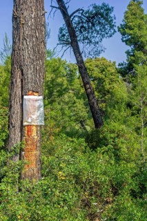Collecting resin from Aleppo pine tree in plastic bag for flavouring the resinated wine retsina on