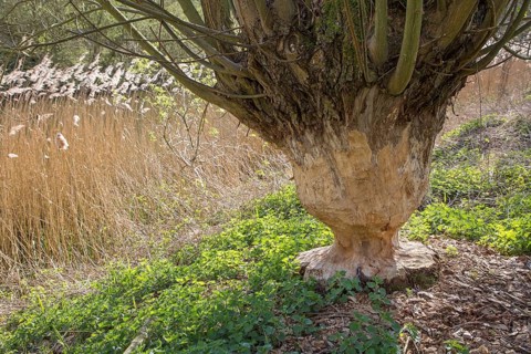 Thick tree trunk of pollard willow showing teeth marks and wood chips from gnawing by Eurasian