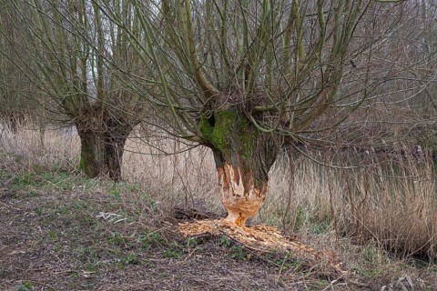 Thick tree trunk of pollard willow showing teeth marks and wood chips from gnawing by Eurasian