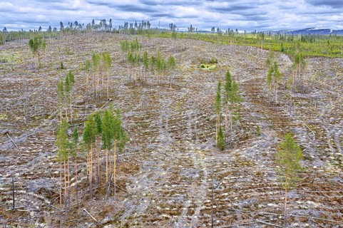 Aerial view over Swedish clearcut area, clearcutting, clearfelling is a forestry, logging practice