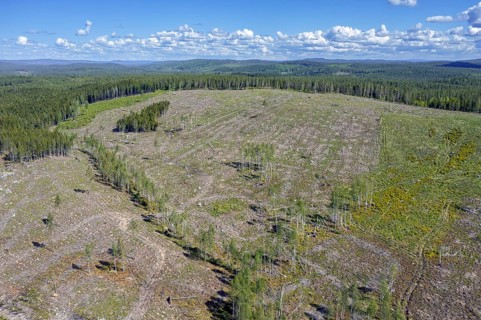Aerial view over Swedish clearcut area, clearcutting, clearfelling is a forestry, logging practice