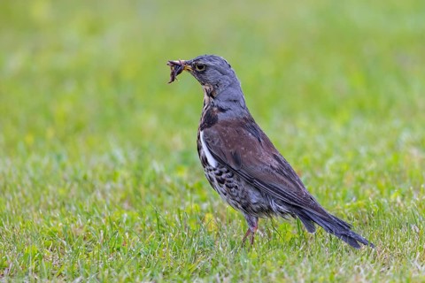 Fieldfare (Turdus pilaris) adult foraging in grassland, meadow with beak full of earthworms for