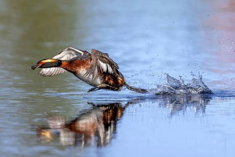 Horned grebe, Slavonian grebe (Podiceps auritus) in breeding plumage with dragonfly nymph in beak