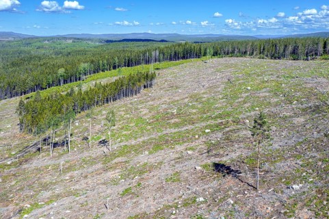 Aerial view over Swedish clearcut area, clearcutting, clearfelling is a forestry, logging practice