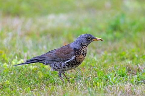 Fieldfare (Turdus pilaris) adult with caught earthworm prey in beak foraging in grassland, meadow