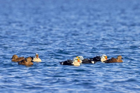 King eider (Somateria spectabilis) females and males in breeding plumage swimming in the Arctic