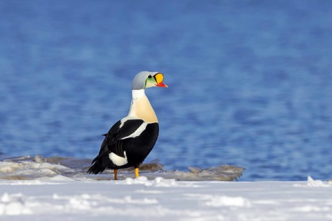 King eider (Somateria spectabilis) adult male in breeding plumage resting on snow covered shore in