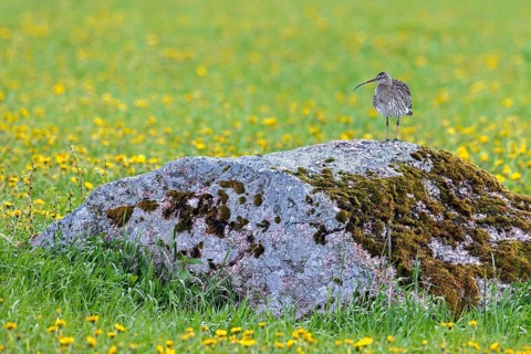 Eurasian curlew, common curlew (Numenius Arquata, Scolopax arquata) resting in boulder in