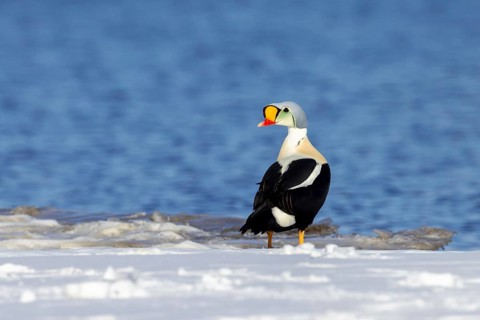 King eider (Somateria spectabilis) adult male in breeding plumage resting on snow covered shore in