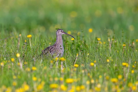 Eurasian curlew, common curlew (Numenius Arquata, Scolopax arquata) foraging in grassland, meadow