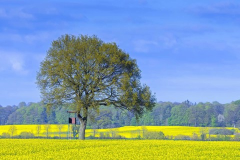 Hunter's deer stand, raised hide next to pedunculate, English oak tree in flowering rape field in