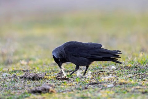 Western jackdaw, European jackdaw (Coloeus monedula) collecting nesting material like sheep's wool