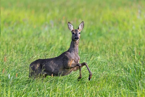 European roe deer (Capreolus capreolus) female, doe jumping while fleeing through meadow, grassland