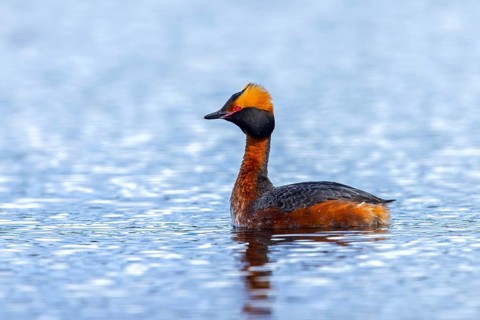Horned grebe, Slavonian grebe (Podiceps auritus) adult in breeding plumage swimming in pond in