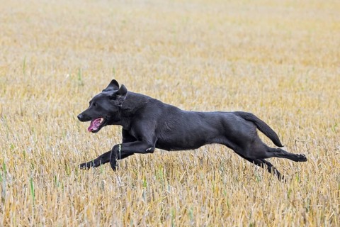 Black Labrador Retriever gun dog, hunting dog running through stubble field